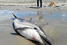 USA: récompense de 11.500 dollars pour retrouver le tueur d'une femelle dauphin enceinte