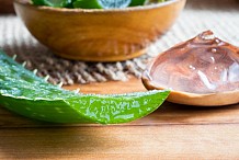 Santé : Consommer les feuilles fraîches de l'Aloe vera  présente des risques, préviennent les autorités françaises