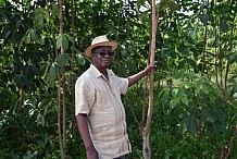 Le caoutchouc ne fait plus recette en Côte d’Ivoire, 1er producteur africain