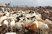 Fête de la Tabaski : Entre 80 et 300 mille FCFA pour s’offrir un mouton à l'abattoir de Port-Bouet
