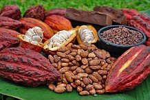 Une délégation gabonaise effectue une mission d’étude sur l’organisation de la filière café-cacao ivoirienne
