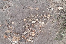 Des ossements humains découverts dans une école primaire à Bouna bâtie sur un ancien cimetière.