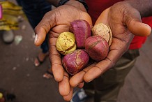 La Côte d’Ivoire 1er producteur et 1er exportateur mondial de cola (Officiel)