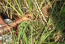 Anyama : Une fillette de 6 ans violée, ligotée et tuée à la machette