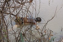 Le corps en putréfaction d’un garçonnet pêché du fleuve N’zi à Dimbokro