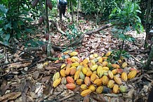 Poursuite de la déforestation due au cacao en Afrique de l’Ouest (rapport ONG)