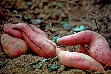 Patate douce
Les avantages de cet aliment pour la santé vont vous impressionner
