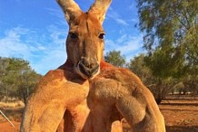 Australie : Le décès du kangourou bodybuildé suscite une vive émotion