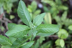 Les avantages de cette plante sur la santé sont miraculeux