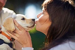 Maladies transmises par les chiens
5 maladies incroyables que votre animal de compagnie peut contracter
