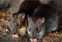 Rats
Incidences sur la santé d'avoir ce rongeur à l'intérieur et autour de votre maison
