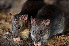 Rats
Incidences sur la santé d'avoir ce rongeur à l'intérieur et autour de votre maison
Rats
Incidences sur la santé d'avoir ce rongeur à l'intérieur et autour de votre maison