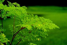 Moringa
Les avantages pour la santé de cette plante sont incroyables
