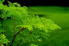 Moringa
Les avantages pour la santé de cette plante sont incroyables
Moringa
Les avantages pour la santé de cette plante sont incroyables