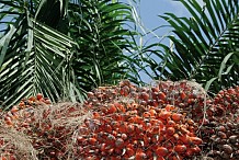 Côte d’Ivoire: le gouvernement examine le financement des filières hévéa et palmier à huile