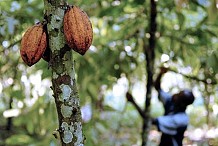 Le recensement des producteurs de café et cacao a démarré