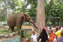Zoo d’Abidjan : Le directeur suspendu, voici son remplaçant