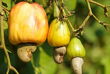 Des acheteurs disposés à acheter à 375 FCFA/kg la noix cajou