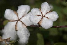 Le conseil agricole chargé de promouvoir la signature de contrats entre propriétaires terriens et producteurs de coton