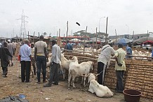 Filière bétail : Les acteurs dénoncent les nouveaux prix fixés par le ministère