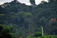 Occupation du sol: La forêt ivoirienne occupe 3,4 millions d’ha, selon la Redd+
