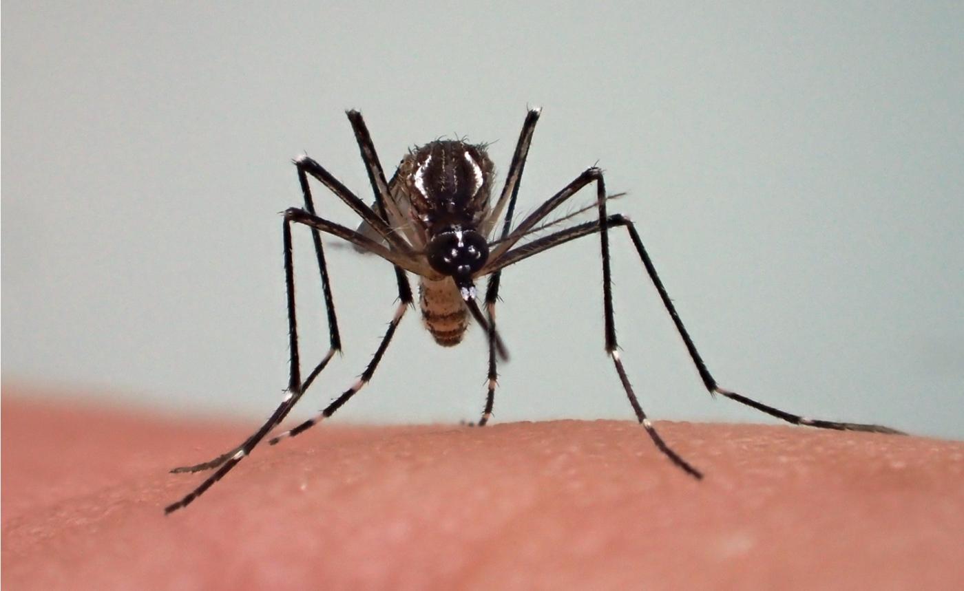 Épidémie de Dengue en Côte d’Ivoire: 130 cas confirmés