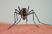 Épidémie de Dengue en Côte d’Ivoire: 130 cas confirmés