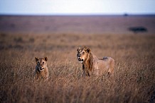Afrique du Sud : 14 lions échappés d'un parc rôdent autour d'une ville