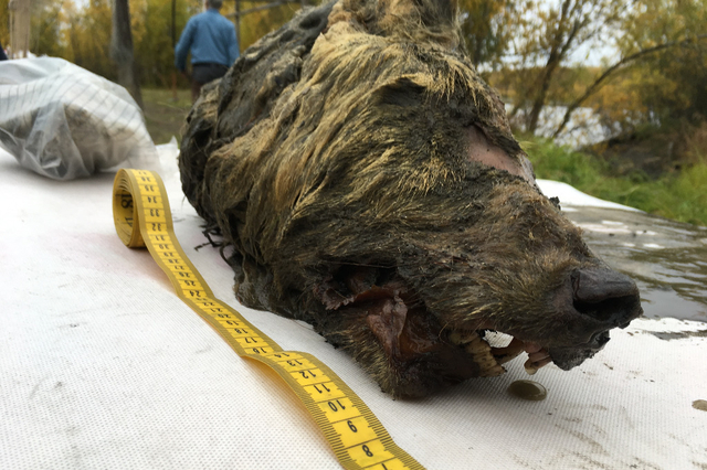 RUSSIE : Une gigantesque tête de loup retrouvée en Sibérie