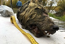RUSSIE : Une gigantesque tête de loup retrouvée en Sibérie