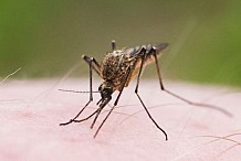 Des moustiques génétiquement modifiés libérés au Burkina Faso