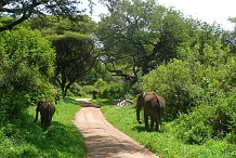 La Côte d’Ivoire adopte un nouveau code forestier pour reboiser ses forêts perdues
