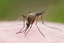 Aucun cas d’épidemie de fièvre jaune décelé depuis juillet (Communiqué)
