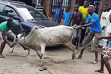 Un bœuf sème la panique à une cérémonie de dot à Yopougon