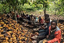 Le DG du conseil café cacao dément les informations sur l’utilisation des enfants dans les plantations