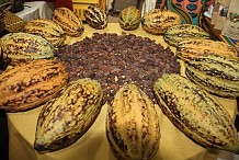 Cacao ivoirien: le prix minimum garanti fixé à 825 Fcfa le Kg, en hausse de 75 Fcfa