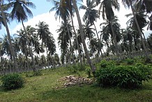 Filière coco, la galère des producteurs