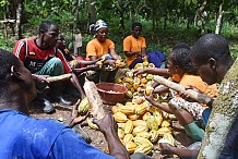 En Côte d’Ivoire, le cacao équitable tente de tenir ses promesses

