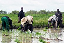 La Côte d’Ivoire confirme son autosuffisance alimentaire