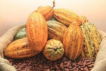 Cacao ivoirien: réduction du taux du DUS applicable aux produits des entreprises de transformation