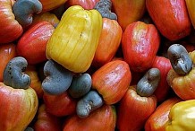Campagne anacarde 2020: Le prix minimum bord champ de la noix de cajou fixé à 400 FCfa le kilogramme