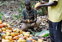Une hausse de 15 millions de dollars des revenus des producteurs de cacao ivoiriens grâce au commerce équitable (communiqué)