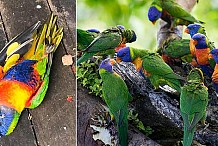 Australie: un virus fait tomber des oiseaux du ciel