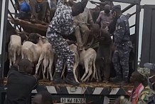 Des voyageurs burkinabé dissimulés à bord d'un camion de bétail interceptés à Bouaké et rapatriés