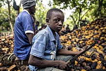 Cacao: le travail des enfants en hausse pendant le confinement en Côte d’Ivoire