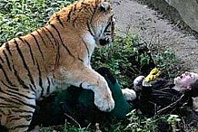 Suisse: une gardienne de zoo tuée par un tigre devant des visiteurs horrifiés