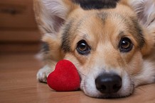 Non, un an d'humain n'équivaut pas à 7 années pour un chien, selon une étude