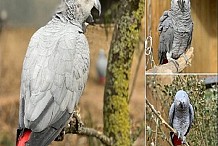 Angleterre : 5 perroquets expulsés d’un parc pour s’être moqués et avoir insulté des visiteurs