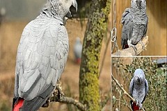 Angleterre : 5 perroquets expulsés d’un parc pour s’être moqués et avoir insulté des visiteurs