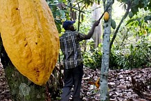 Coup de pouce aux planteurs de cacao à quelques jours du scrutin